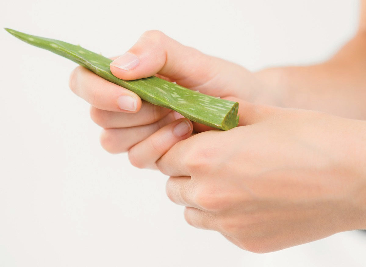 Aloe vera Aloe vera