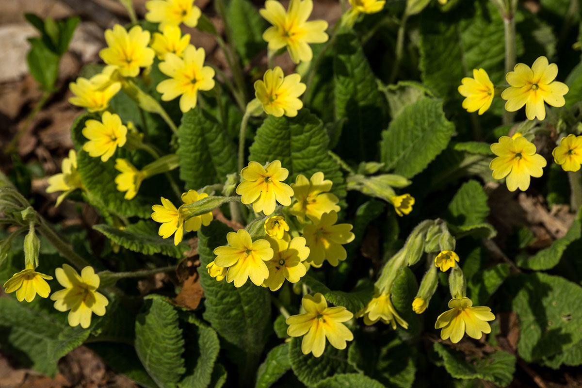 Trobentice Trobentice