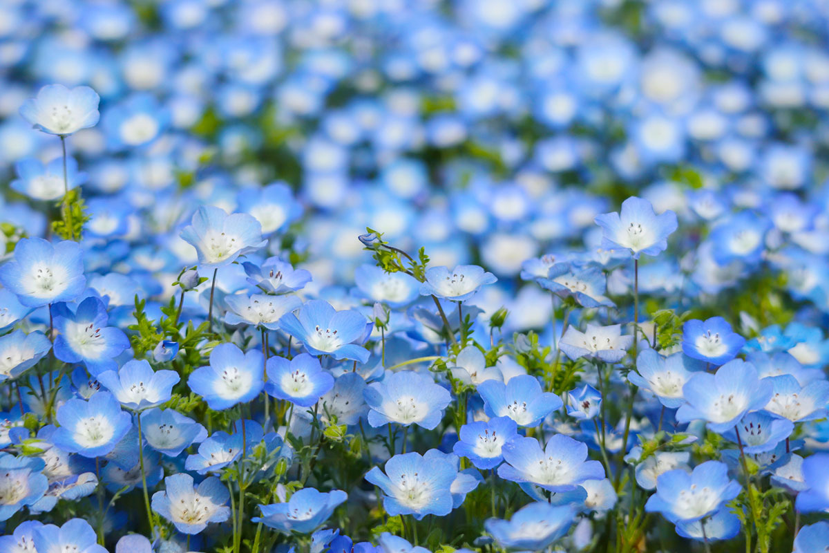 Hitachi park modre cvetice Hitachi park modre cvetice