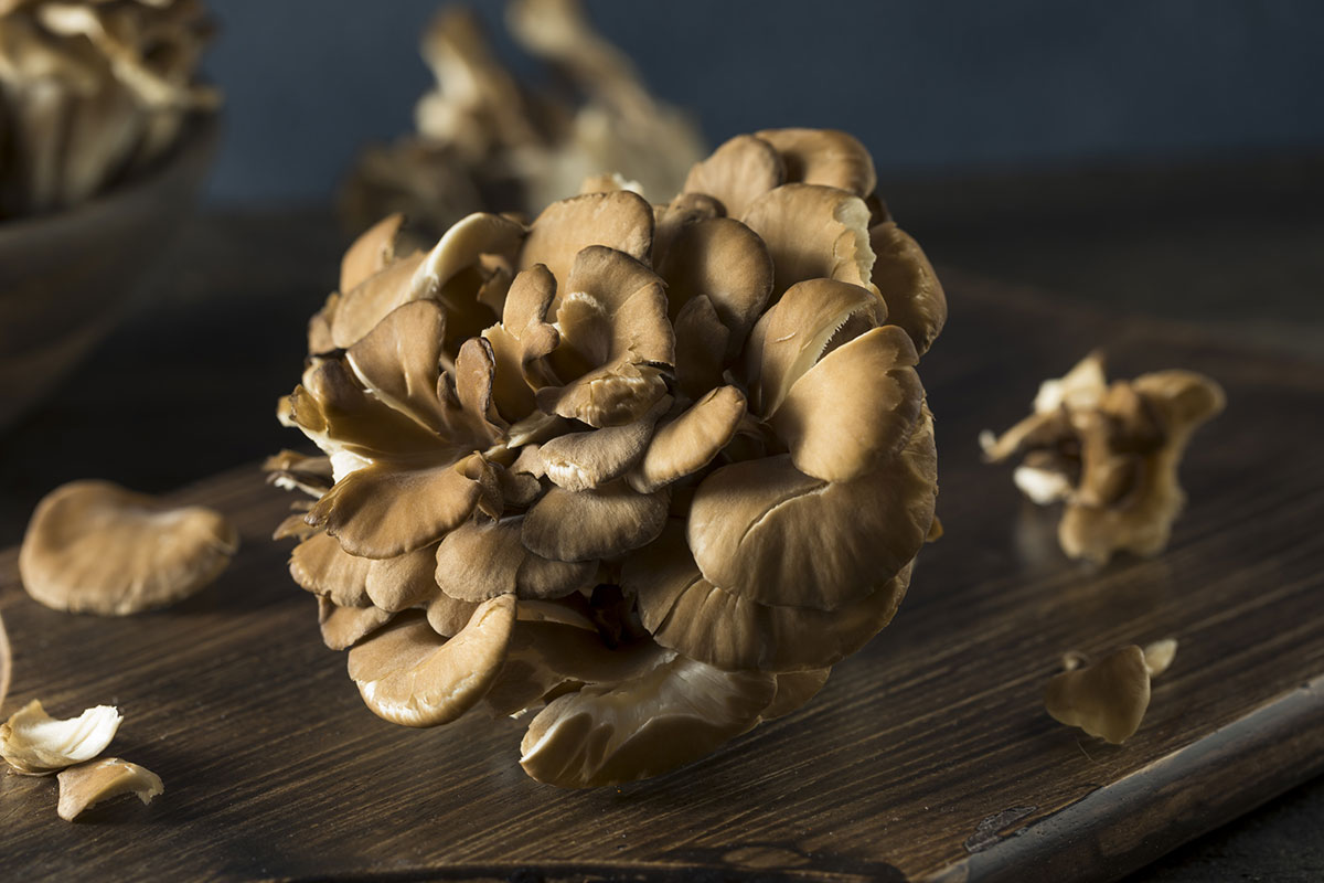 Maitake gobe betaglukani Maitake gobe betaglukani