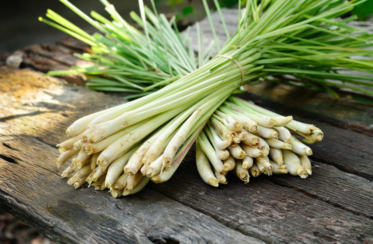 Limonska trava