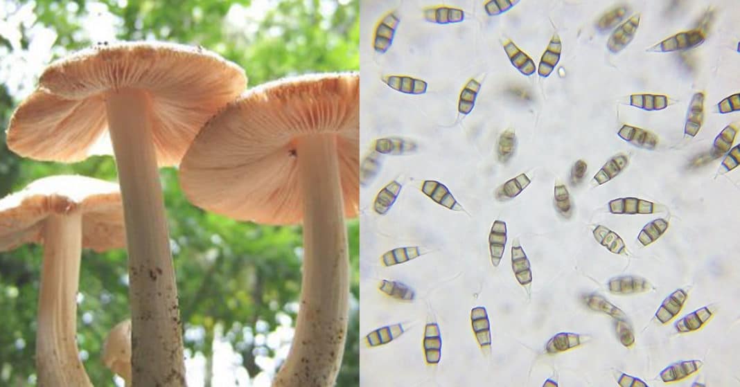 Goba ki se prehranjuje s plastiko