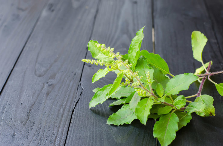Sveta bazilika Ocimum sanctum