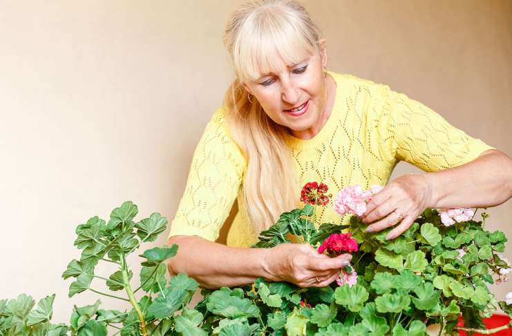 Razmnoževanje pelargonij