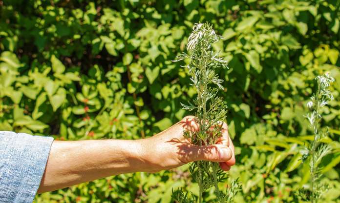 Sladki pelin Artemisia annua