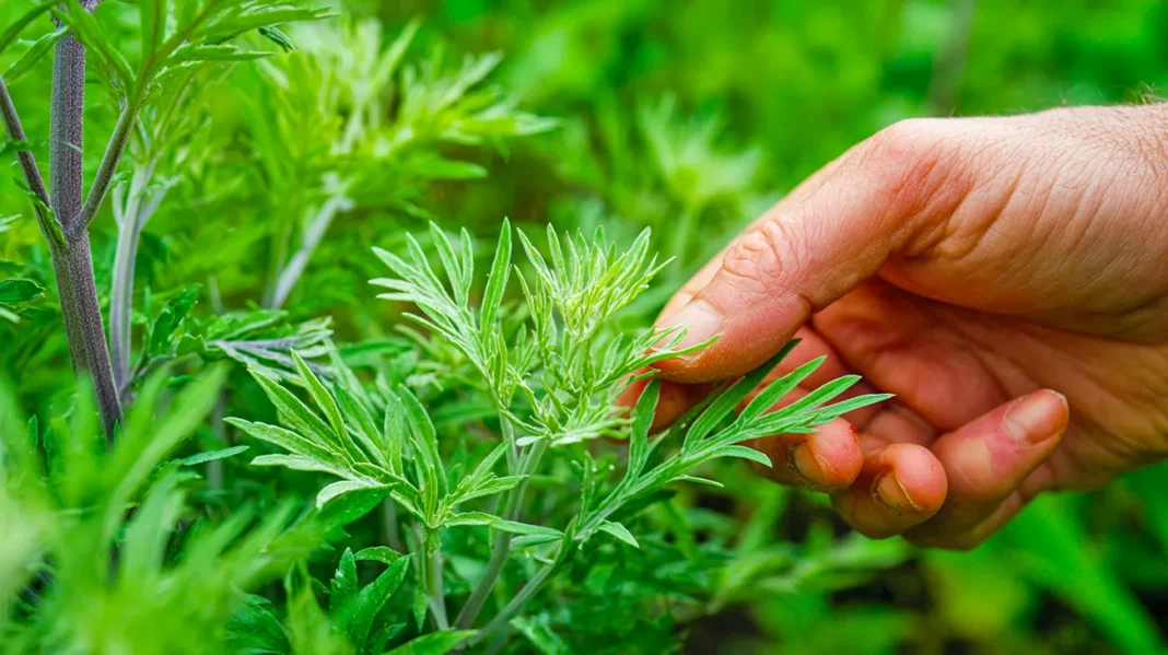 Sladki pelin ima celo vrsto zdravilnih lastnosti