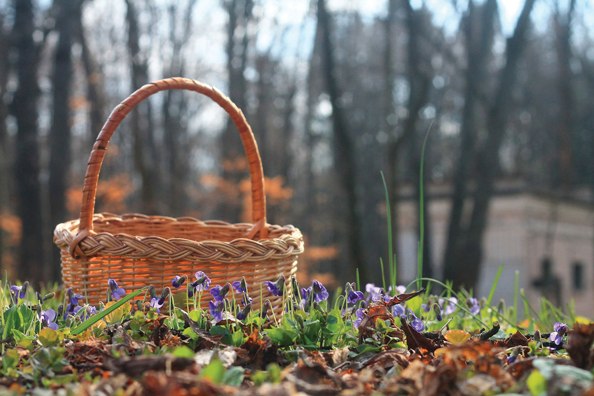 Postrezite si divjo hrano s travnikov in gozdov | Bodi eko