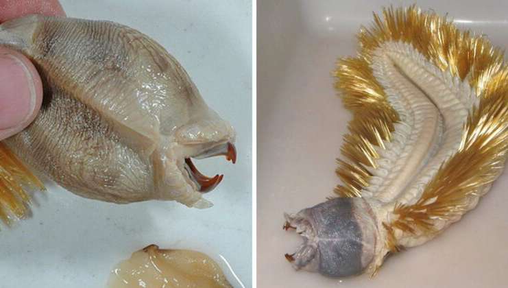 Eulagisca Gigantea zlati črv
