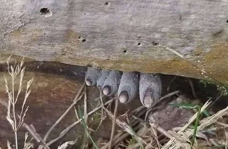 Xylaria polymorpha mrtvaški prsti