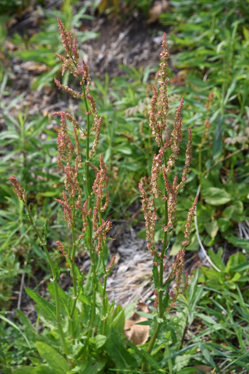 Navadna kislica Rumex acetosa Navadna kislica Rumex acetosa