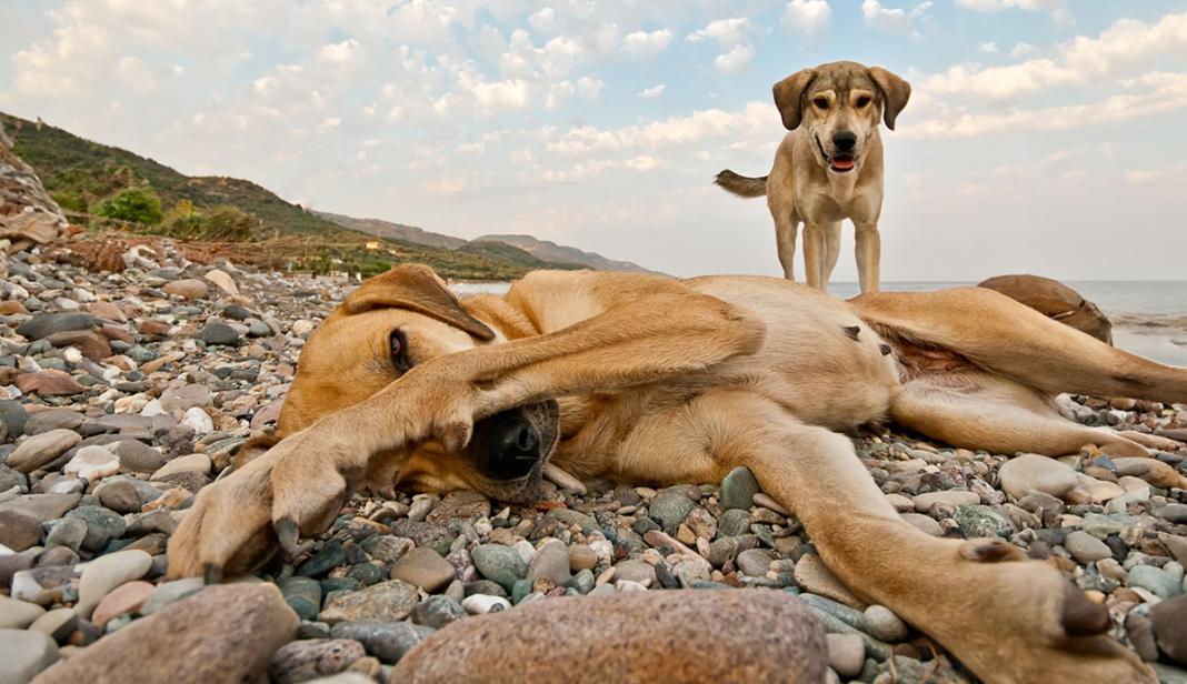 Pes umrl med planinsko turo, skrbnika aretirali