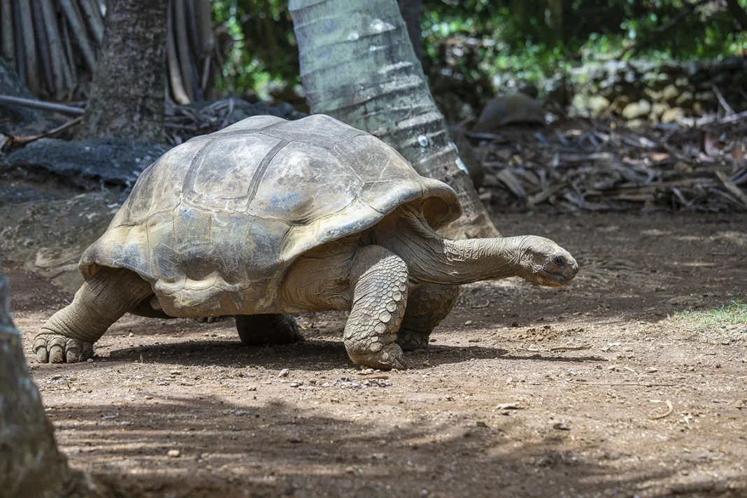 Sejšelska želva velikanka, znana tudi kot sejšelska kupolasta želva (Dipsochelys hololissa)