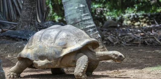 Sejšelska želva velikanka, znana tudi kot sejšelska kupolasta želva (Dipsochelys hololissa)