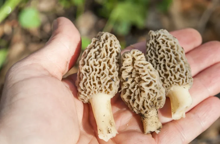 Kaj je bilo krivo za smrtonosne zastrupitve s smrčki - mavrahi