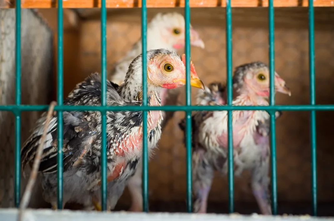 Nova kampanja za opustitev reje kokoši nesnic in svinj v kletkah