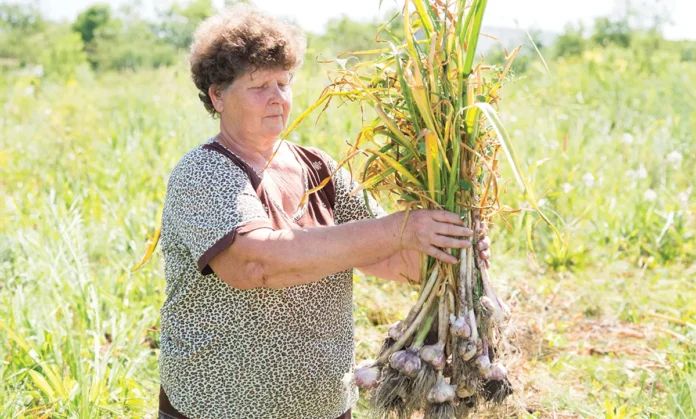 Domača pridelava česna