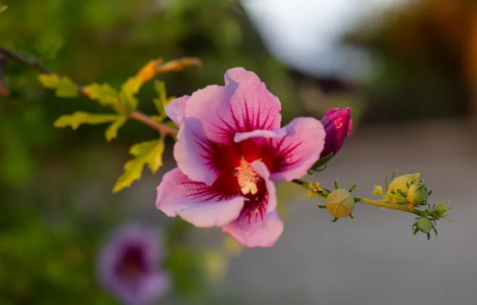 Hibiskus