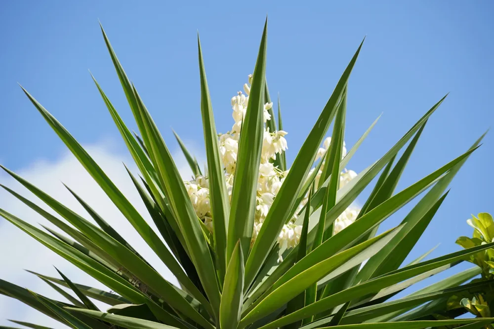 Juka ali Yucca v naravi Juka ali Yucca v naravi
