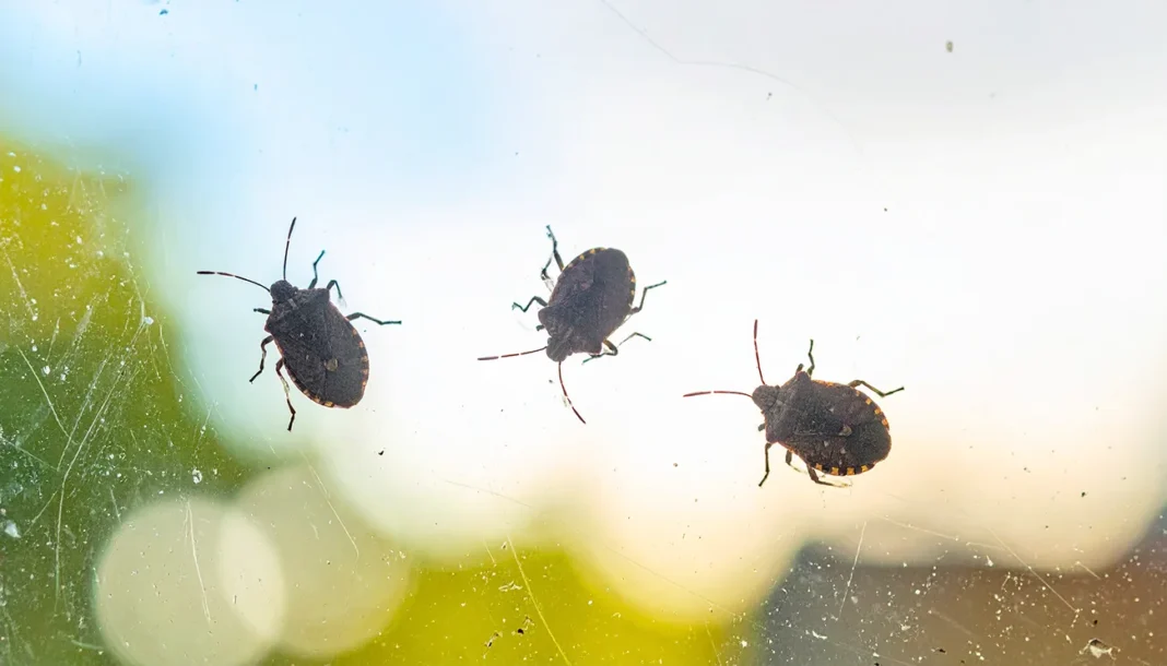 Zakaj se jeseni pojavi toliko smrdljivcev in kako jih na naraven način odvrniti iz doma