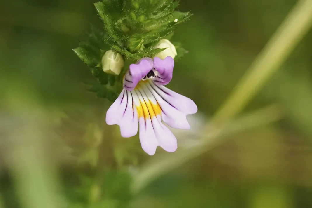 Smetlika za zdravje oči