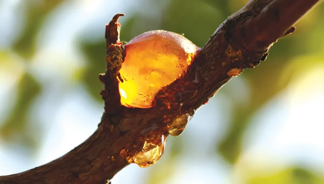 Zdravilna moč drevesnih smol