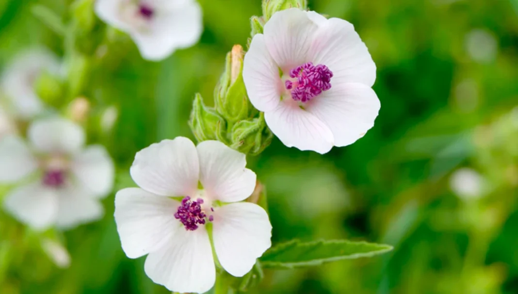 Ajbiš zdravilna rastlina