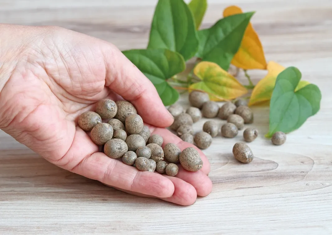 Svetlobni koren uporaba