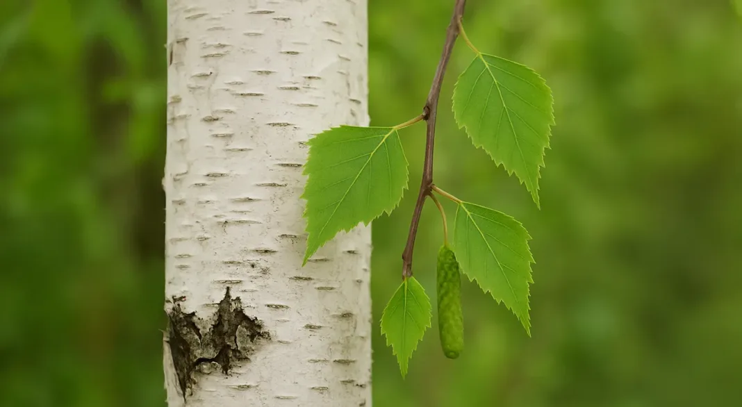 Breza naravni diuretik