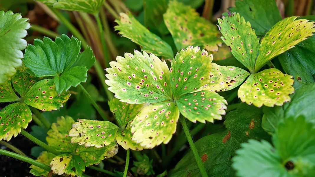 Pegasti listi na jagodah naravne rešitve