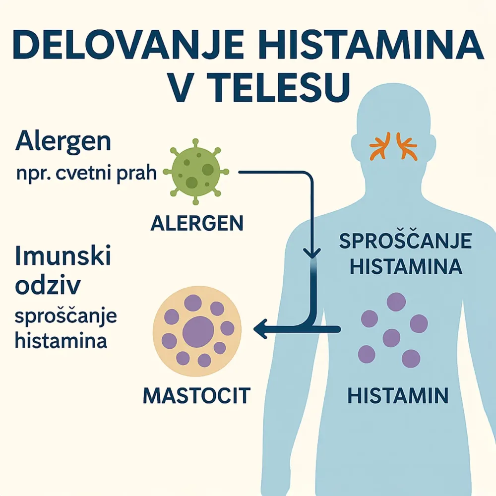 Shema delovanje histamina v telesu Shema delovanje histamina v telesu