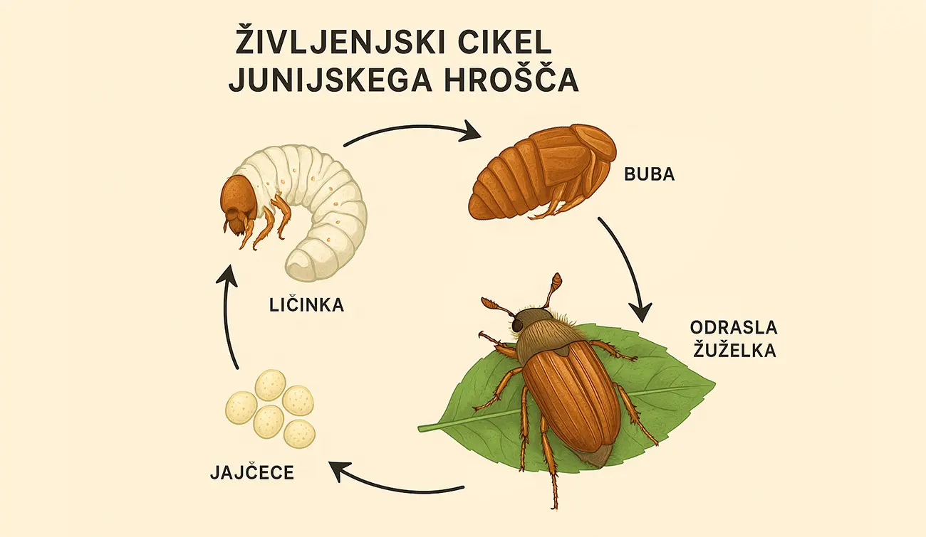 Infografika življenjski cikel junijskega hrošča 1