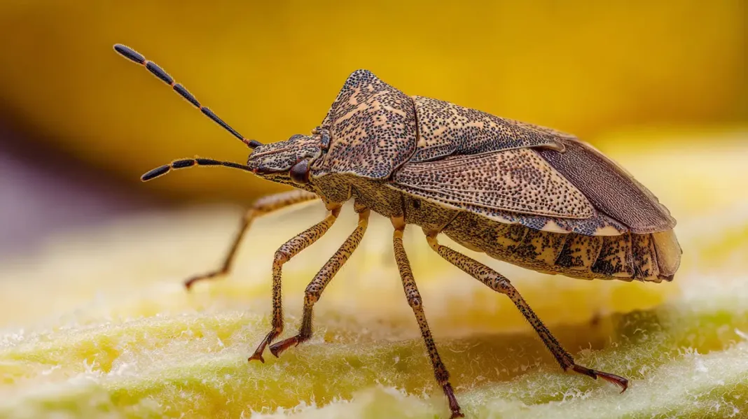 Kaj privlači smrdljivce v vaš vrt