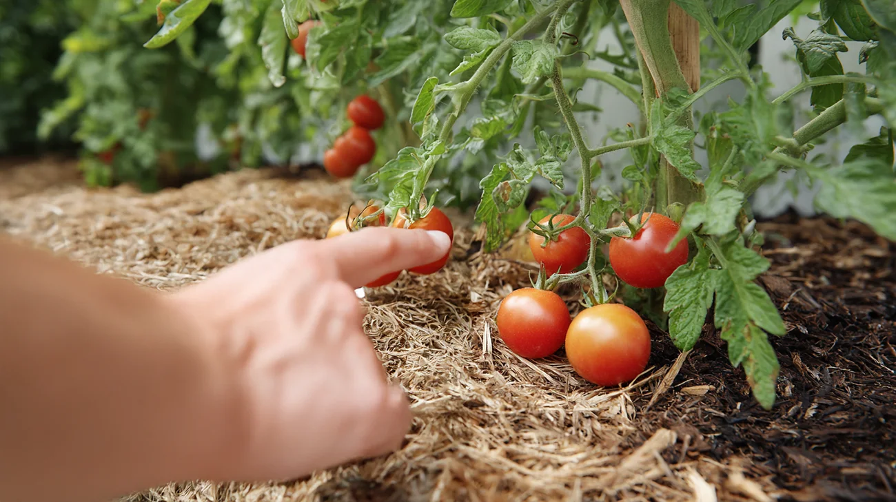 Kako zaščititi vrtne rastline pred temperaturnimi šoki