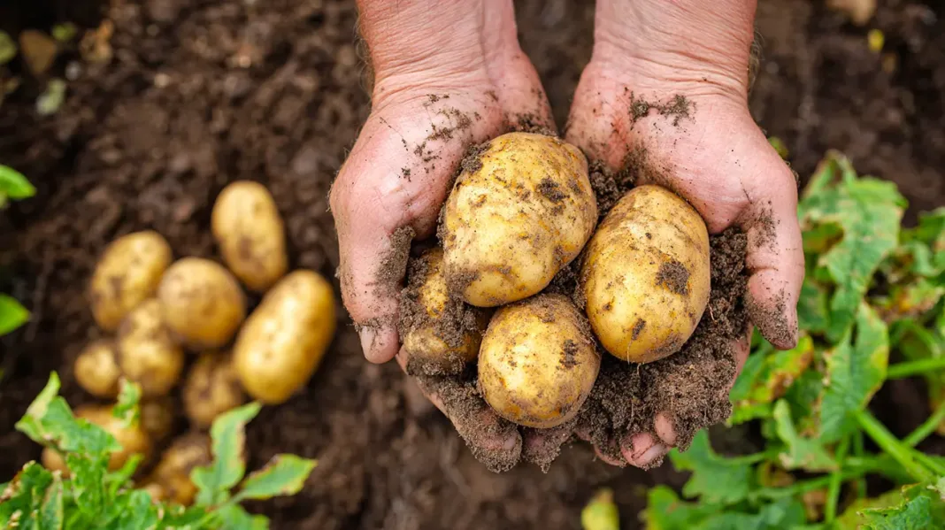 Kdaj je pravi čas za pobiranje krompirja