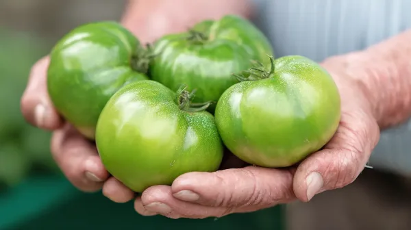 Kako rešiti zelene paradižnike, ki odpadejo s stebel? To je preizkušen trik za zorenje