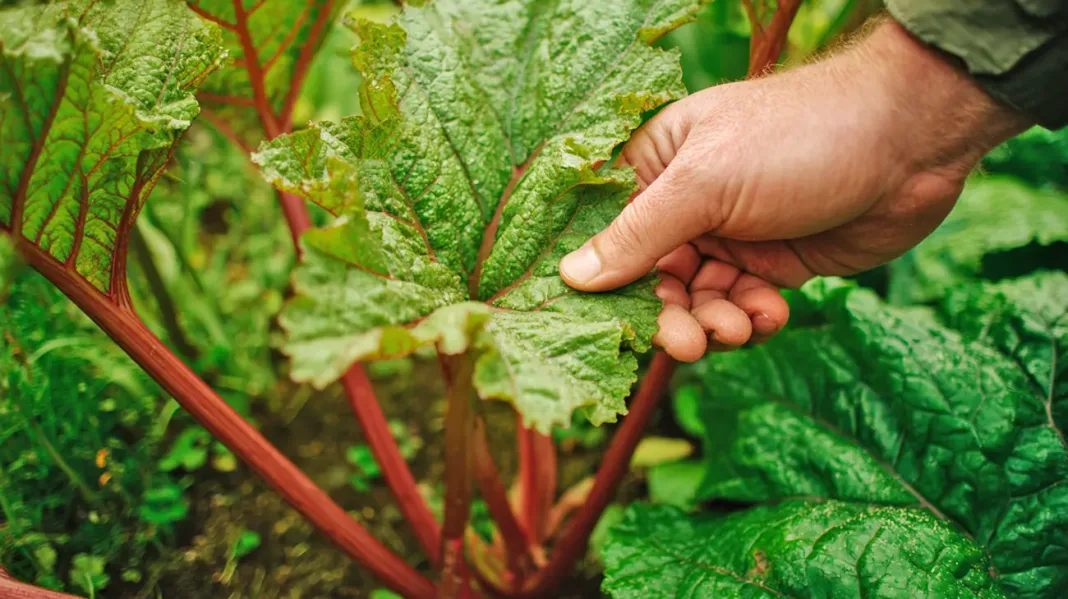 Presenetljiva uporaba rabarbarinih listov