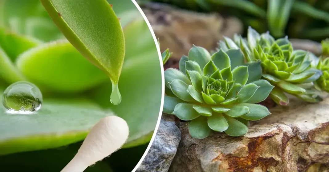 To zdravilno rastlino imate morda kar doma, a njenih moči sploh ne poznate