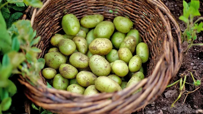 Kaj se zgodi, če pojemo zeleni krompir