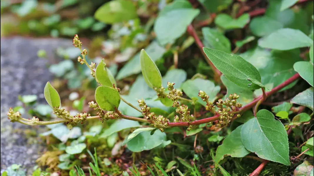 Ptičja dresen naravni zaveznik pri zmanjševanju vnetij