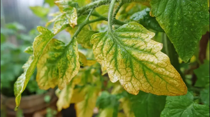 Rumenenje listov paradižnika - Kaj je narobe in kako rešiti težavo