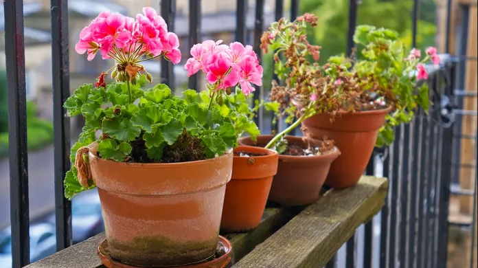 Kako rešiti ovenele cvetove pelargonij in jim vrniti bujno cvetenje