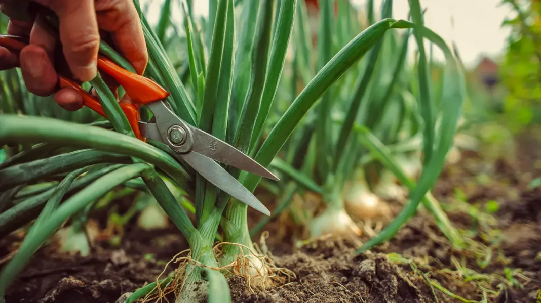 Obrezovanje listov čebule in drugi triki za debelejše glavice in bogat pridelek
