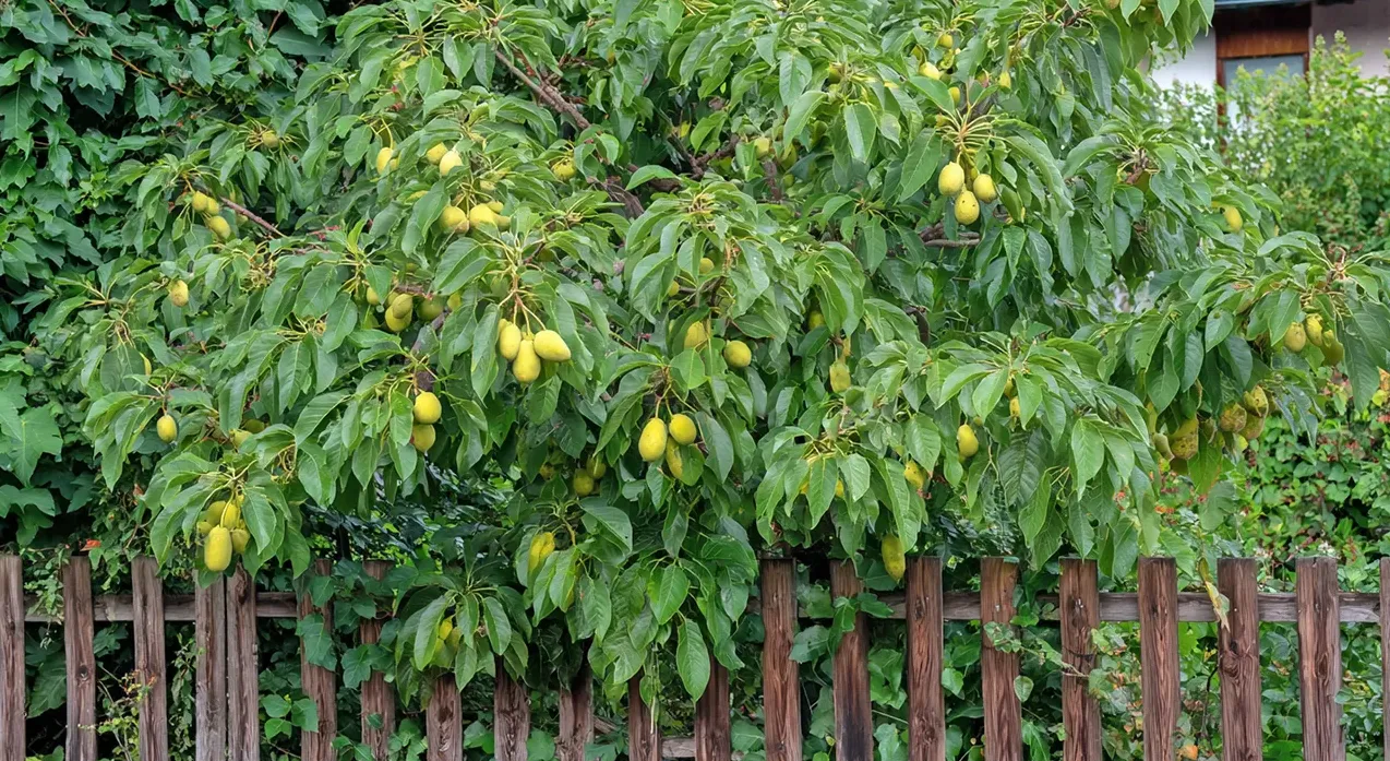 Drevo Asimina (Asimina triloba) dobro uspeva tudi pri nas