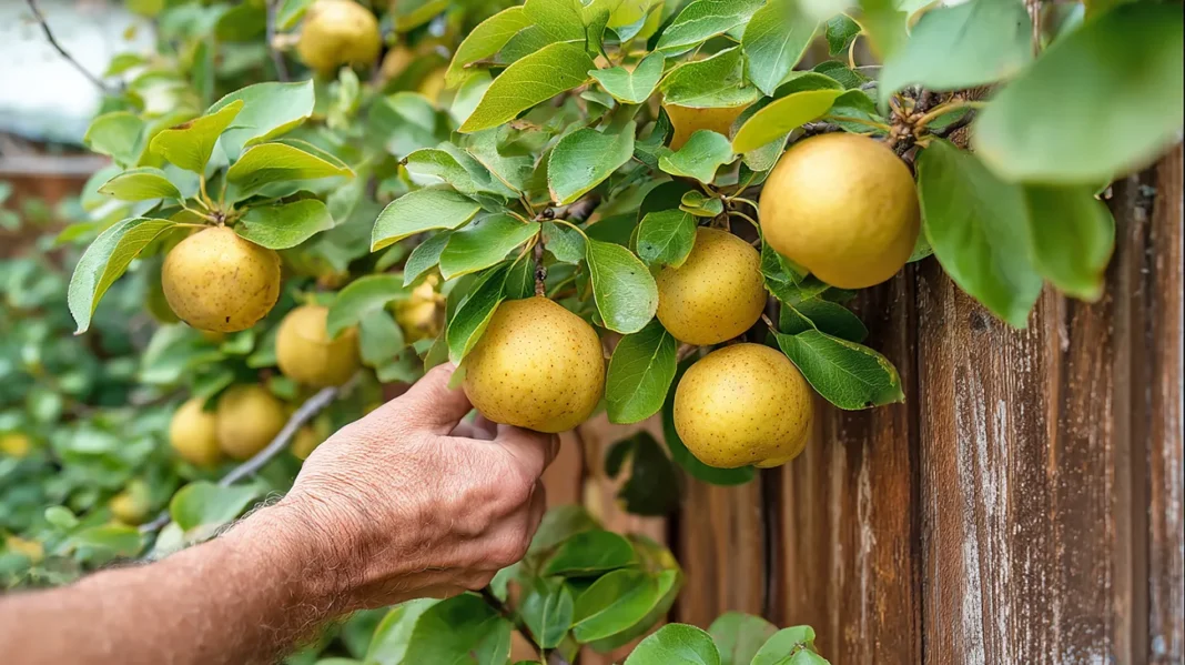 Nashi na vrtu - Vse, kar morate vedeti o gojenju japonske hruške