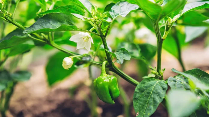 Paprika še vedno cveti v septembru