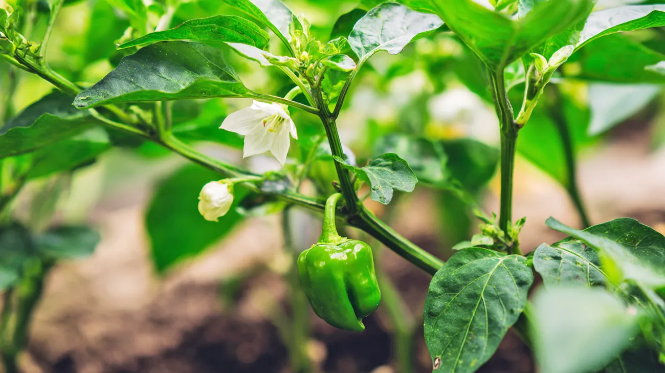 Paprika še vedno cveti v septembru? To morate narediti, če želite, da bodo plodovi dozoreli