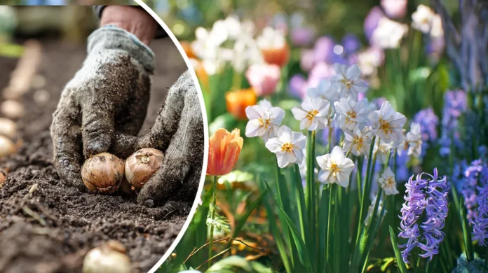 Sajenje okrasnih čebulnic - najboljši čas za sajenje tulipanov, narcis in hijacint