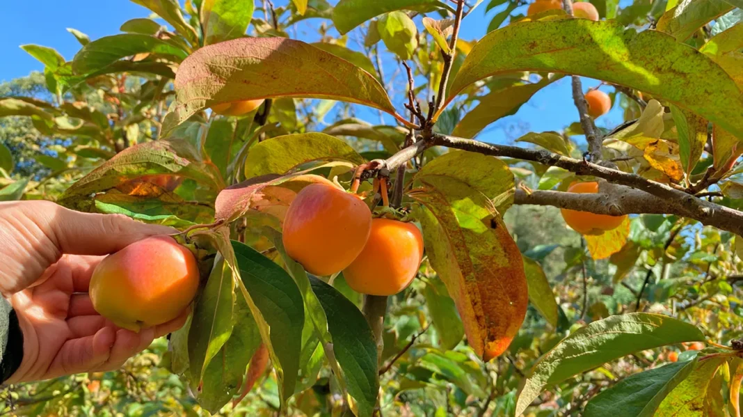 Kakiji dozorevajo - Prepoznajte znake težav