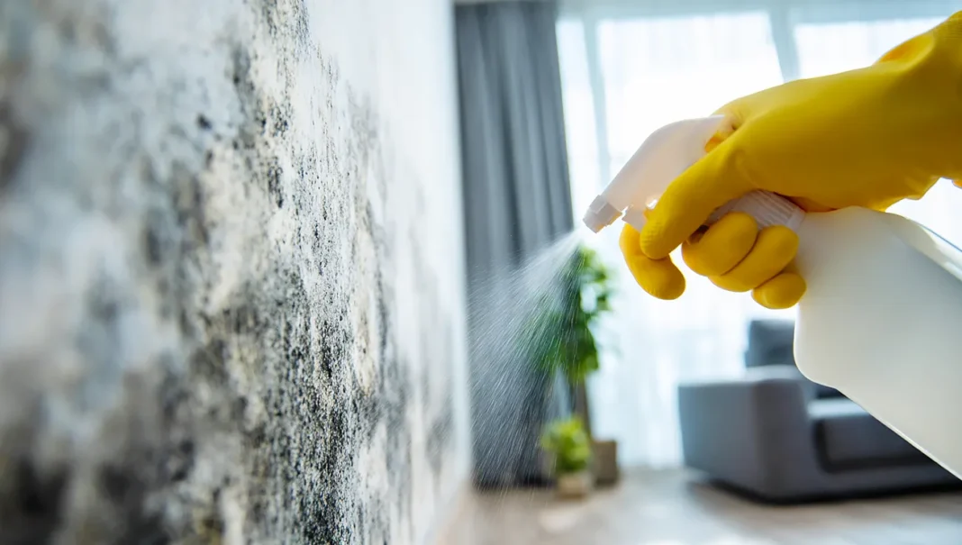 Kako učinkovito odstraniti plesen iz zidov in preprečiti, da se vrne