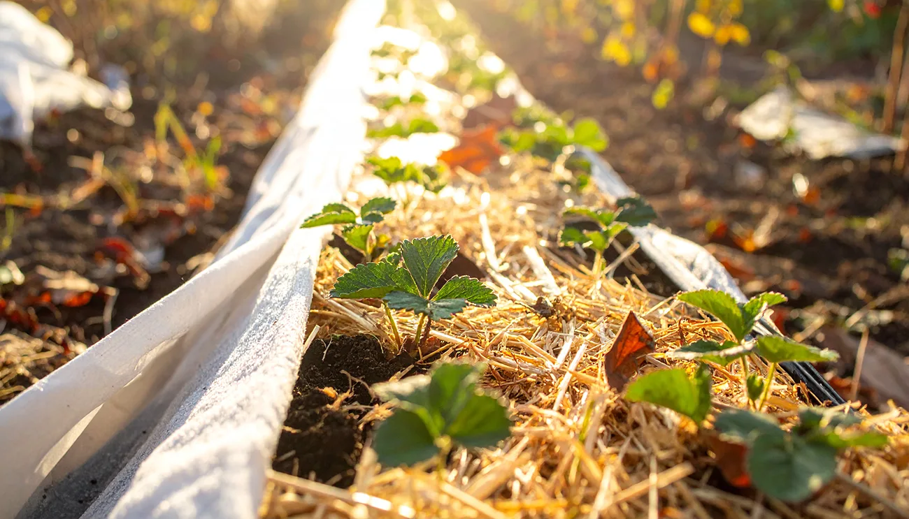 Kako zaščititi sadike jagod jeseni, da bodo spomladi zdrave in močne